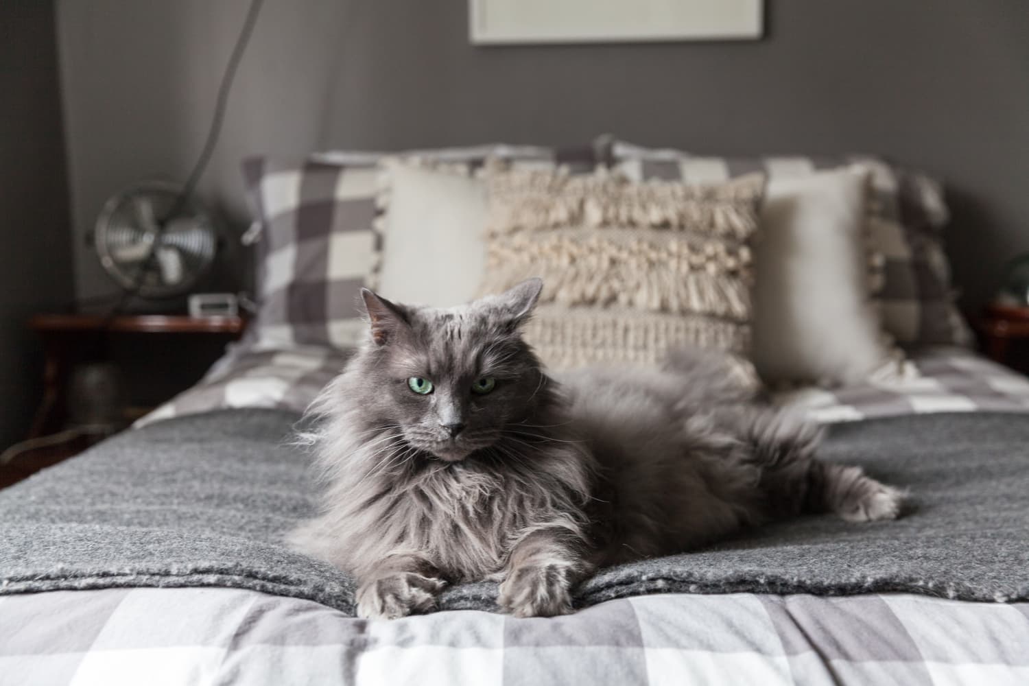 Letting Your Cat Sleep in Your Bed May Be Good for Your Health